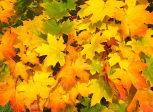 de herfst is begonnen